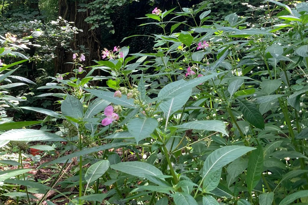 Balsam Bashing