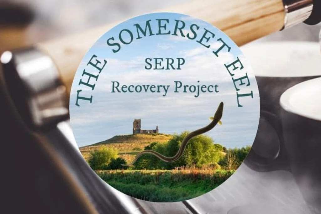 Somerset Eel Recovery Project